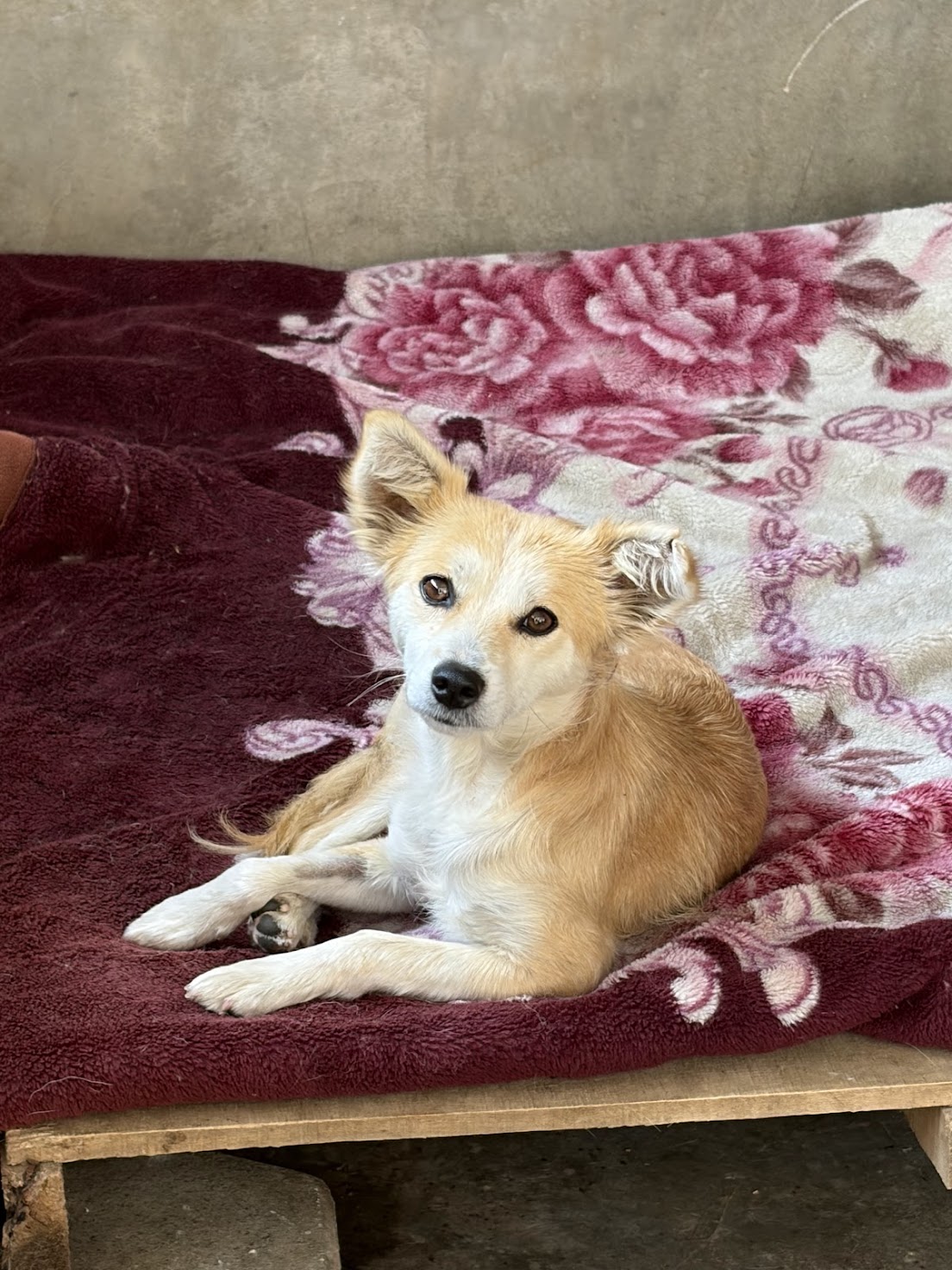 Mimi