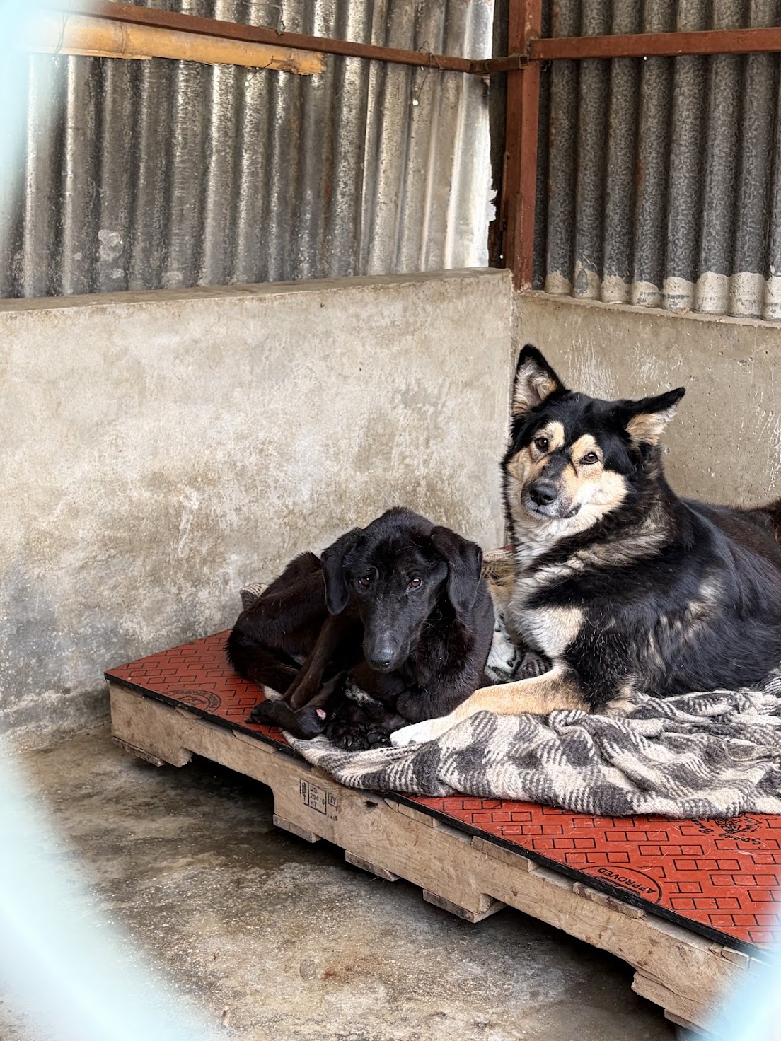 Adoption Programs