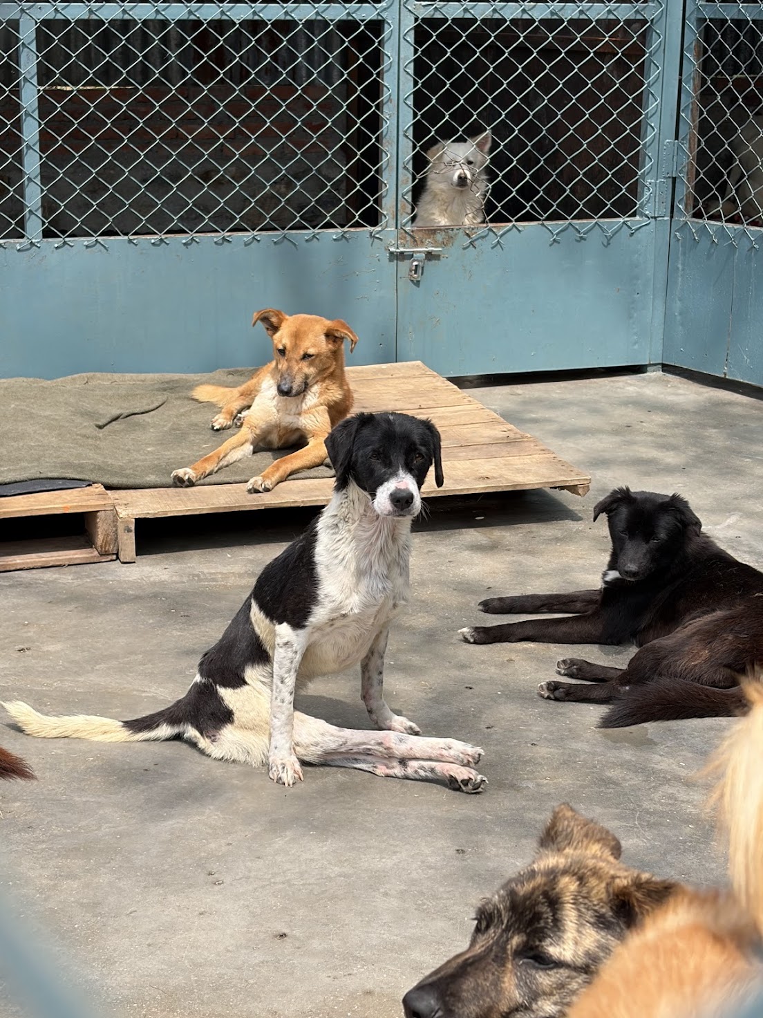 Volunteers at SPCA Nepal